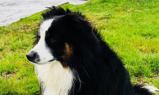 Hunden Linc (1) ble tatt av uværet ved Lindesnes fyr
